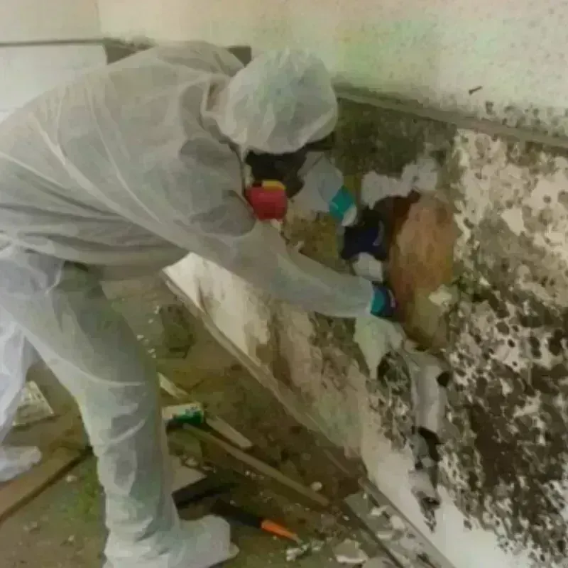 Mold Remediation and Removal in Franklin County, WA